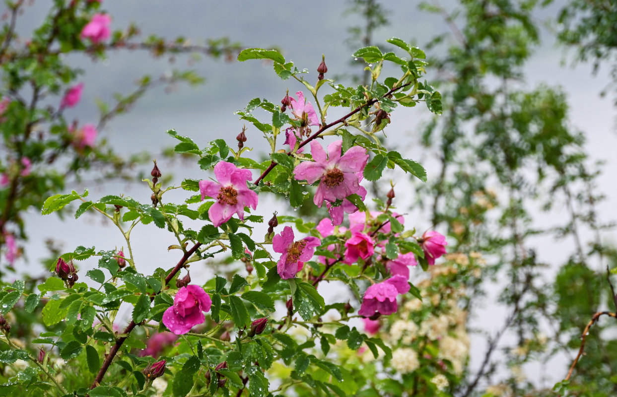 Изображение особи Rosa acicularis.