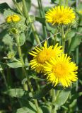 Inula britannica. Верхушка цветущего растения. Якутия, окр. г. Якутска. 03.07.2008.