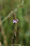 Verbena officinalis. Соцветие. Республика Адыгея, окраина пос. Каменномостский, ур. Холодное, луг. 29 июля 2022 г.