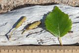 Betula subarctica. Соплодия и лист. Карелия, восточный берег оз. Топозеро, песчаный пляж. 25.07.2021.