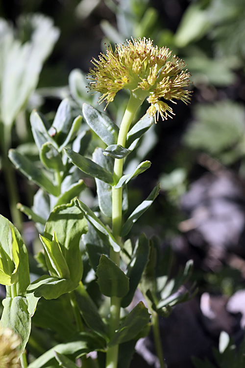 Изображение особи Rhodiola heterodonta.