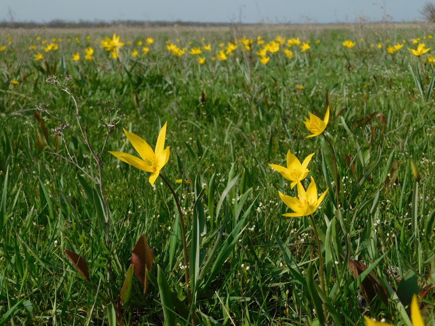 Image of Tulipa biebersteiniana specimen.