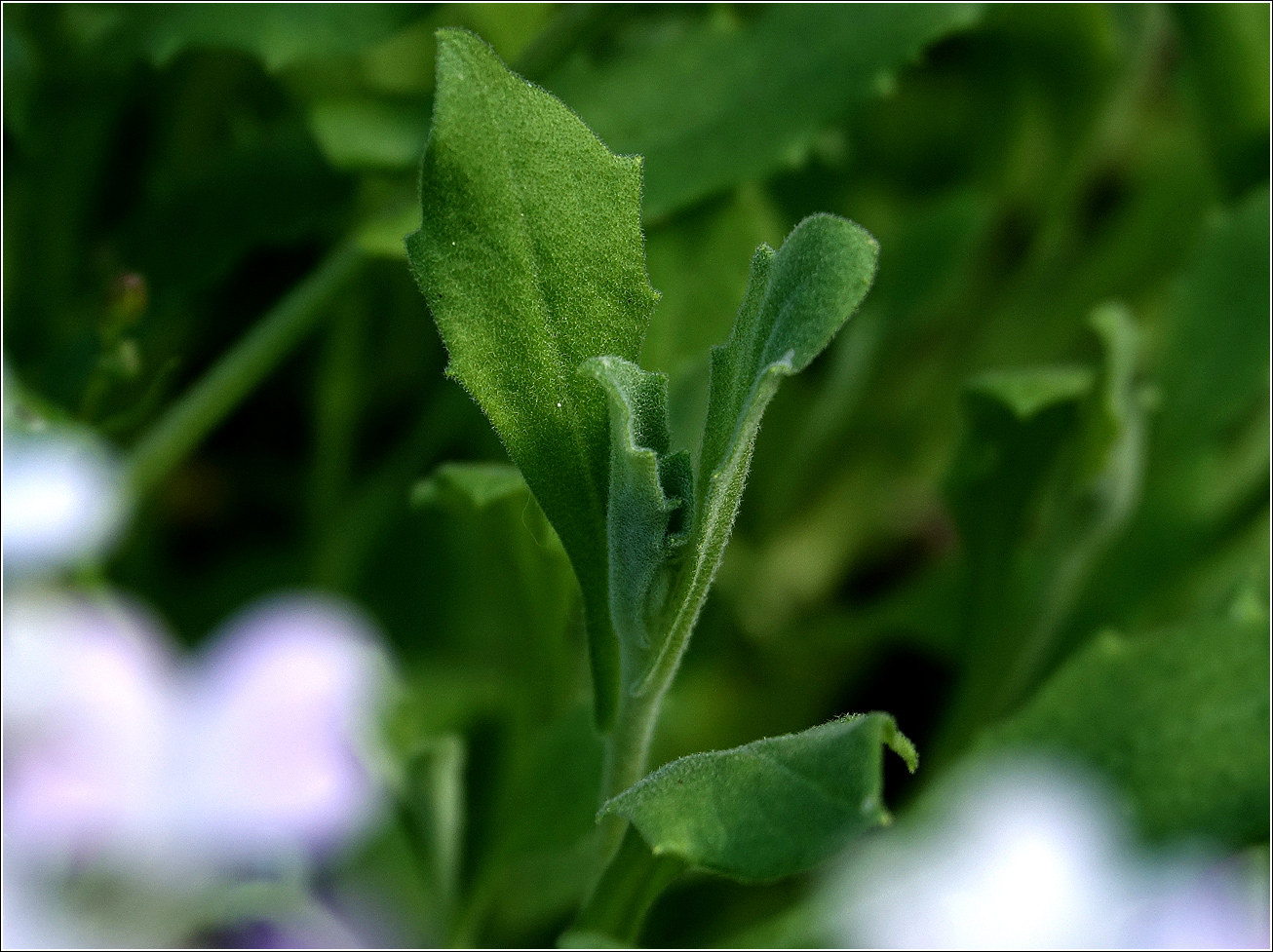 Изображение особи Arabis &times; arendsii.