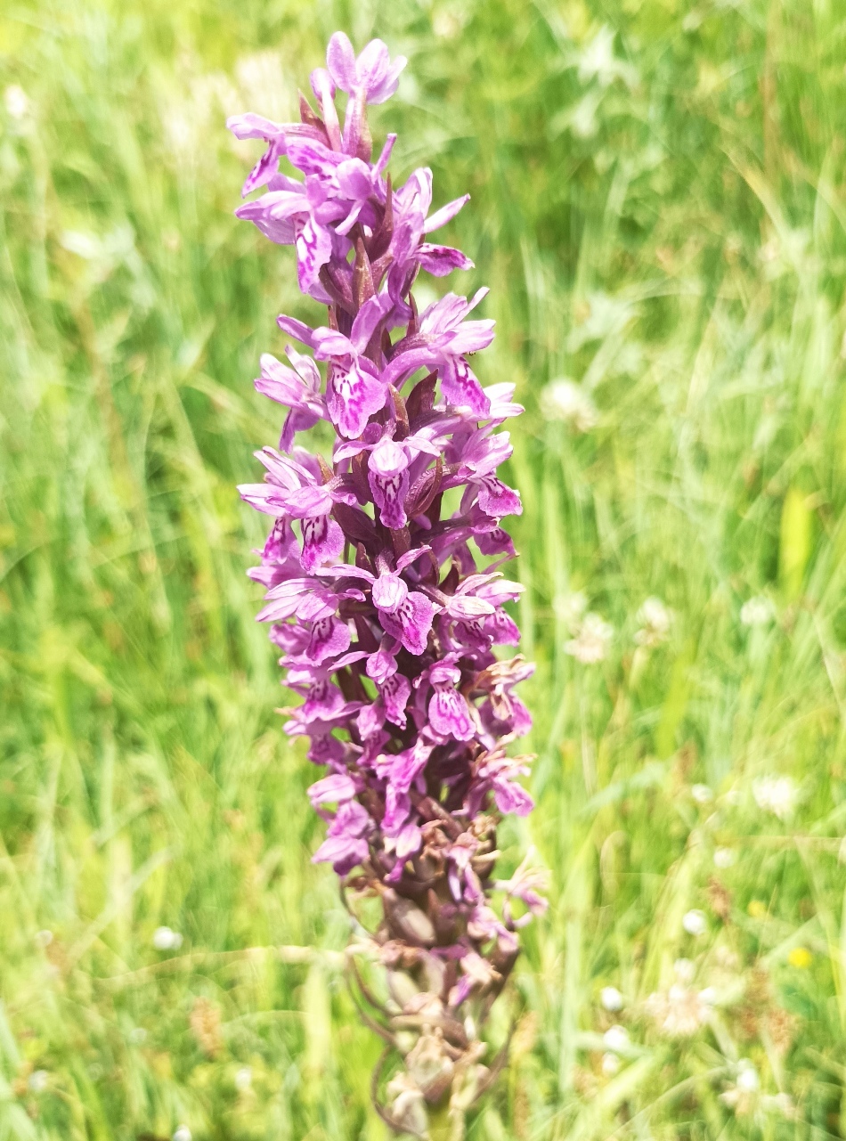 Изображение особи Dactylorhiza umbrosa.