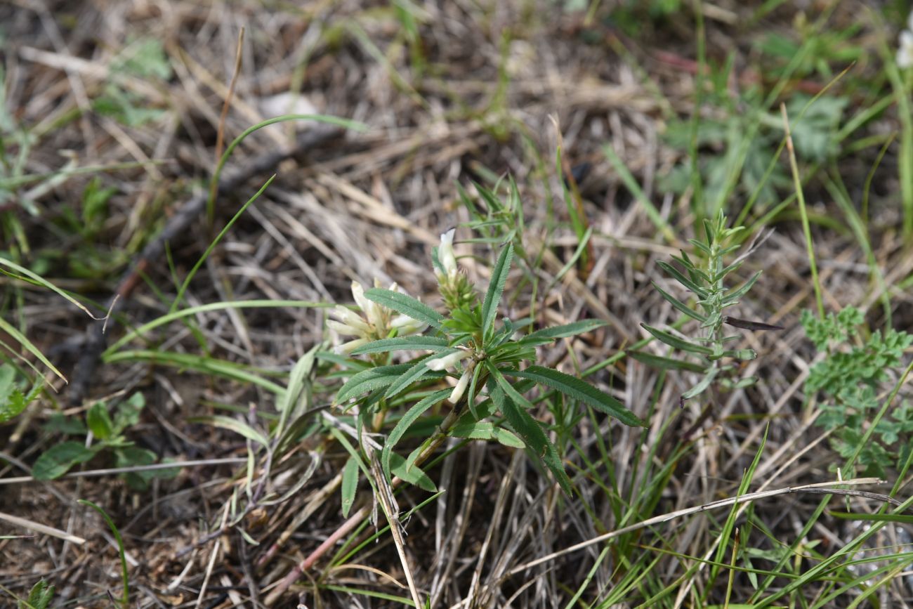 Image of familia Fabaceae specimen.