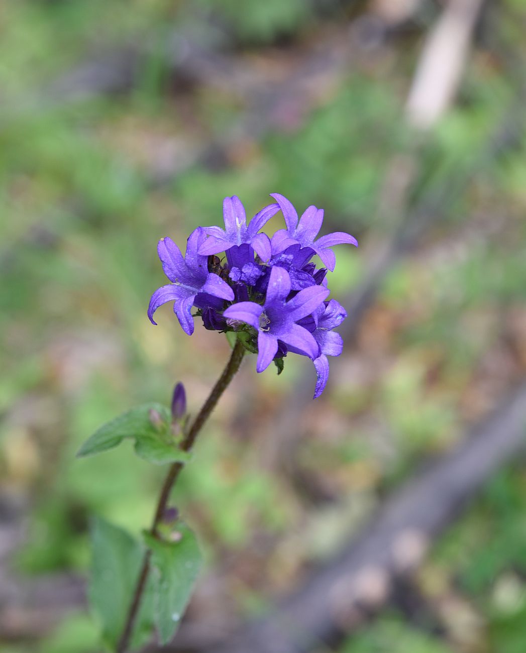 Изображение особи Campanula glomerata.