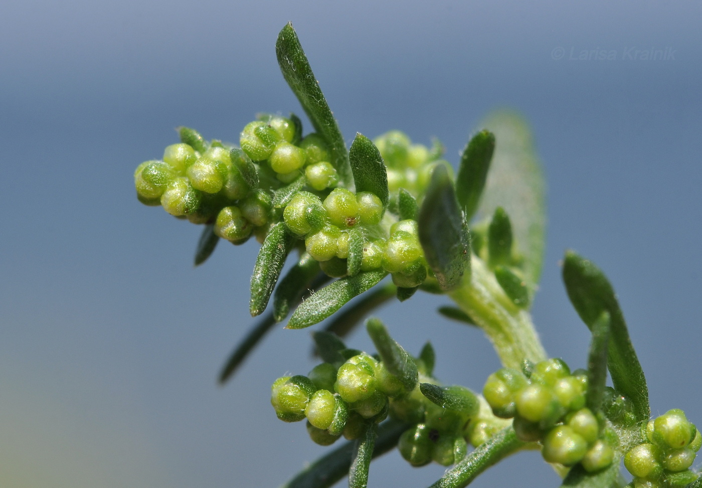 Image of familia Chenopodiaceae specimen.