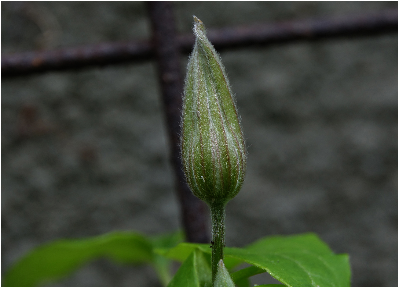 Image of Clematis &times; jackmanii specimen.