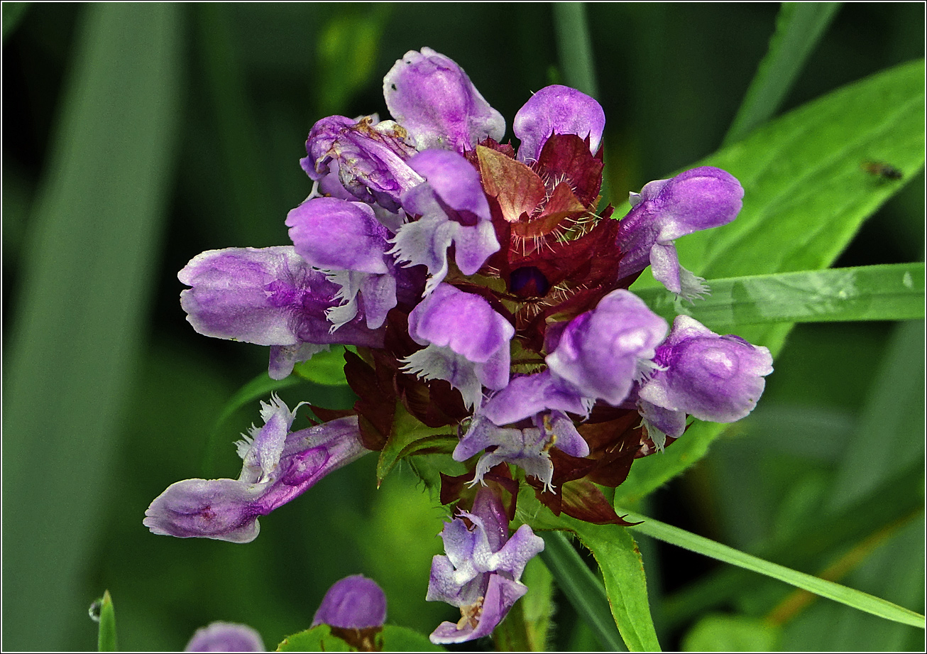 Изображение особи Prunella vulgaris.