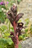 Orobanche gamosepala