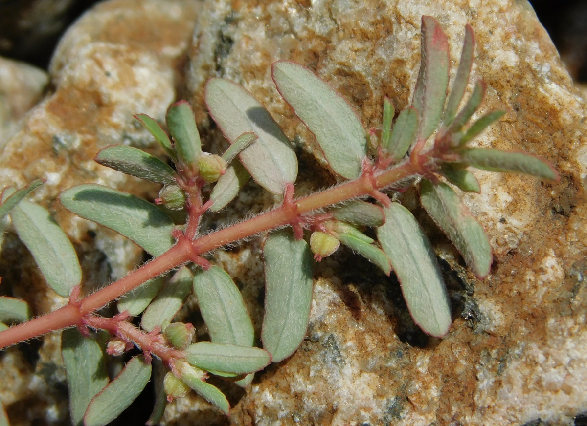 Image of Euphorbia maculata specimen.