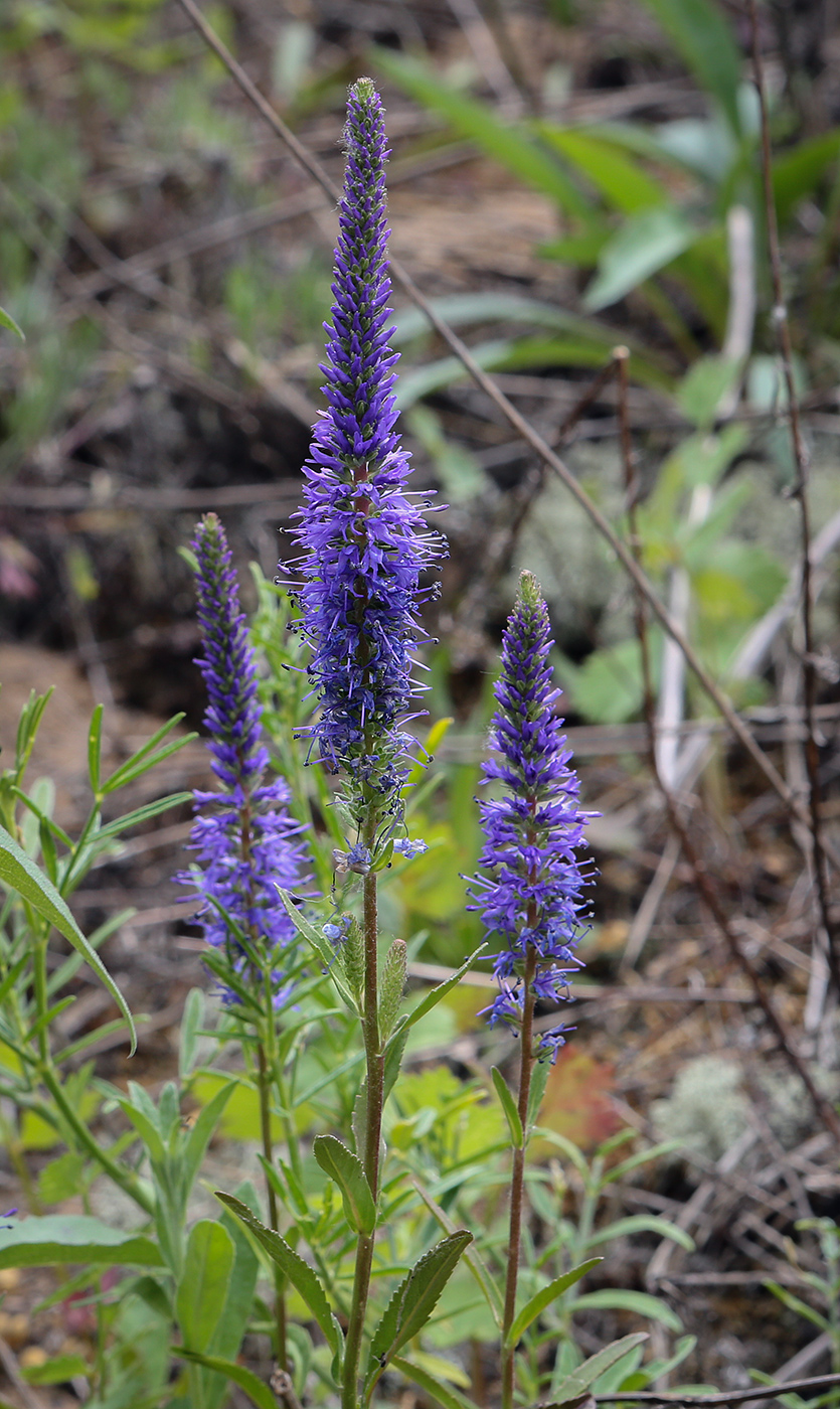 Image of Veronica spicata specimen.