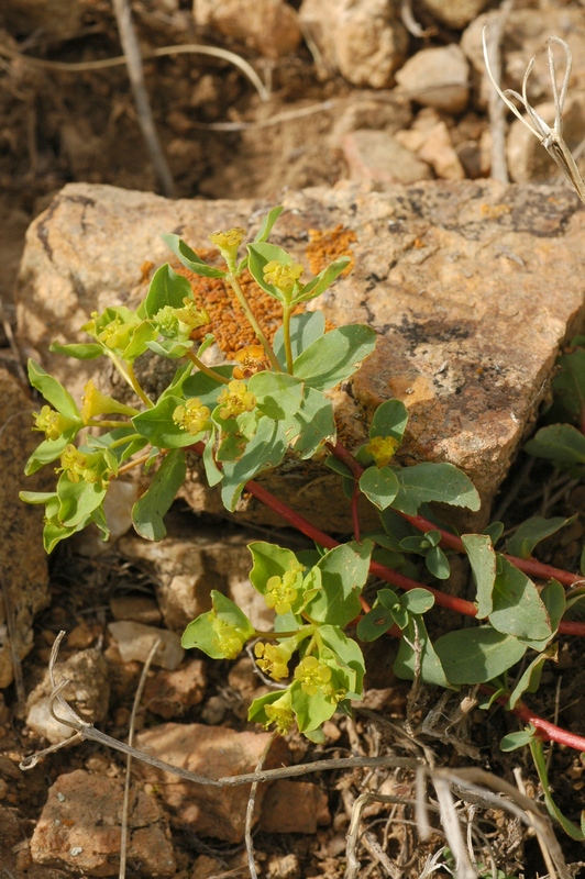 Image of Euphorbia pachyrrhiza specimen.