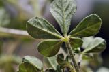 Cleome viscosa. Лист (вид на абаксиальную поверхность). Вьетнам, провинция Кханьхоа, окр. г. Нячанг, остров Орхидей (Hoa Lan), песчаный пляж. 07.09.2023.