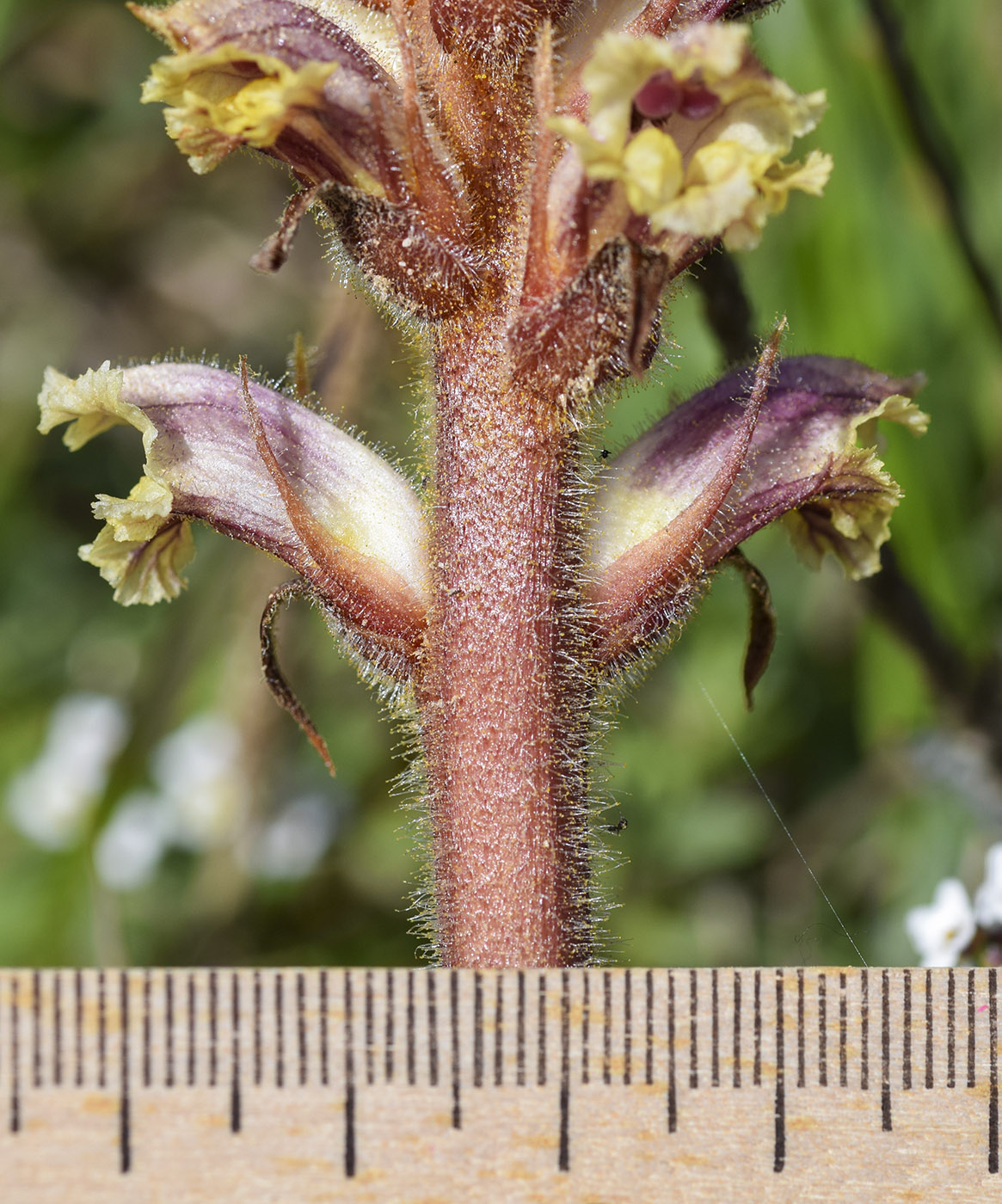 Image of genus Orobanche specimen.