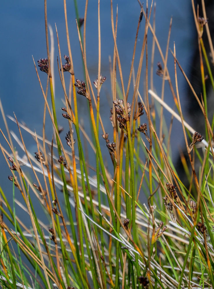 Image of Juncus decipiens specimen.