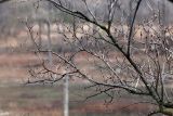 Смотреть изображение Ulmus macrocarpa