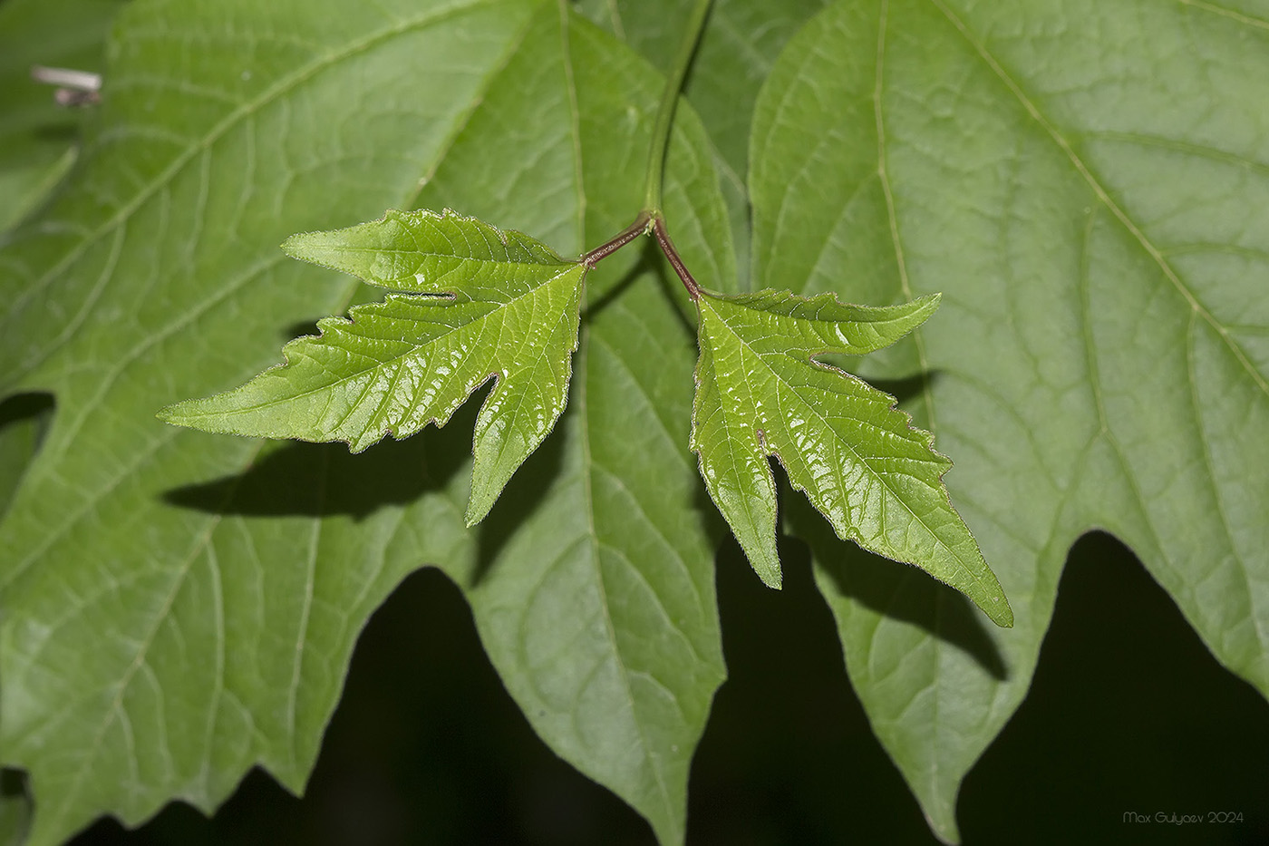 Image of Viburnum opulus specimen.