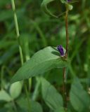 Campanula glomerata. Часть побега с пазушным соцветием. Челябинская обл., Златоустовский гор. округ, национальный парк \"Таганай\", дол. р. Большая Тесьма, окр. ур. Железный Мост, полянка в смешанном лесу. 7 июля 2023 г.