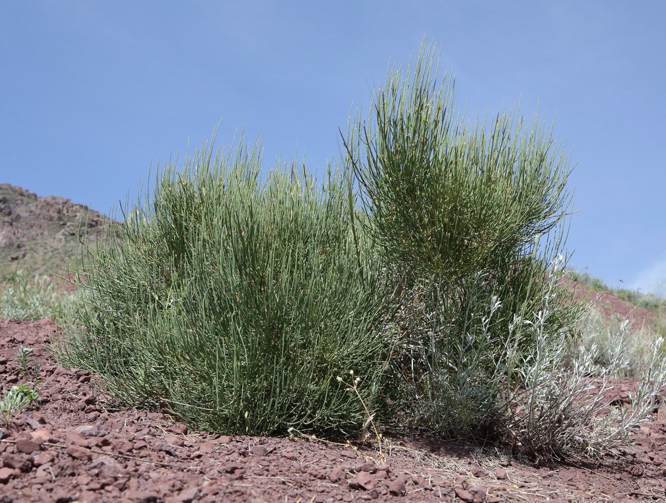 Image of Ephedra equisetina specimen.