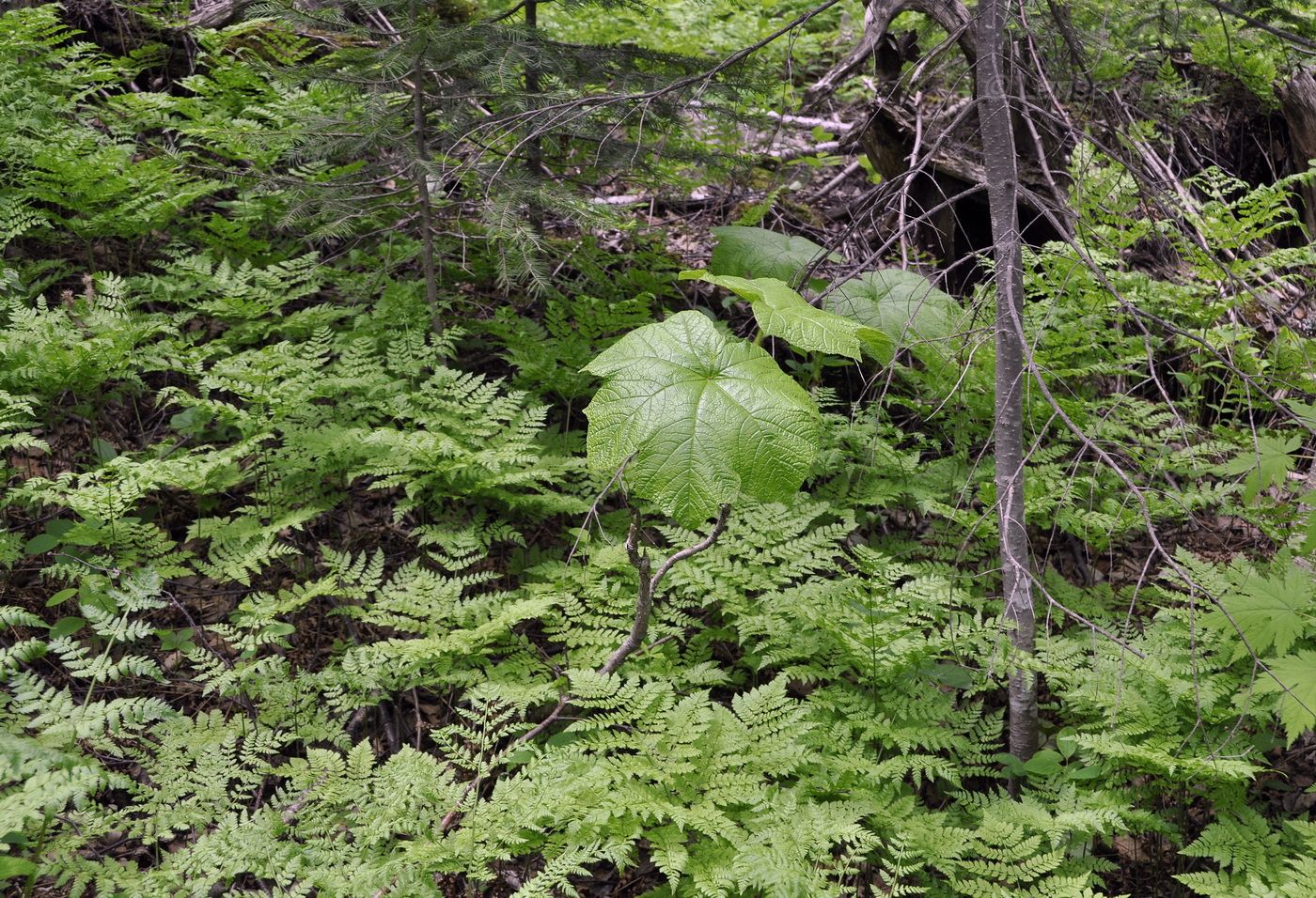 Image of Oplopanax elatus specimen.