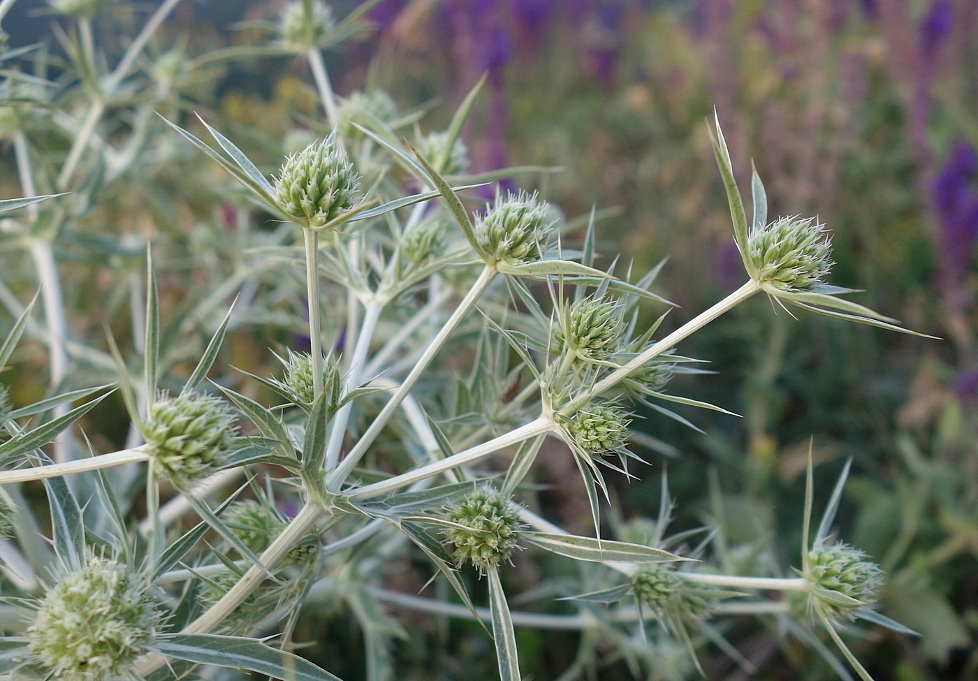 Изображение особи Eryngium campestre.