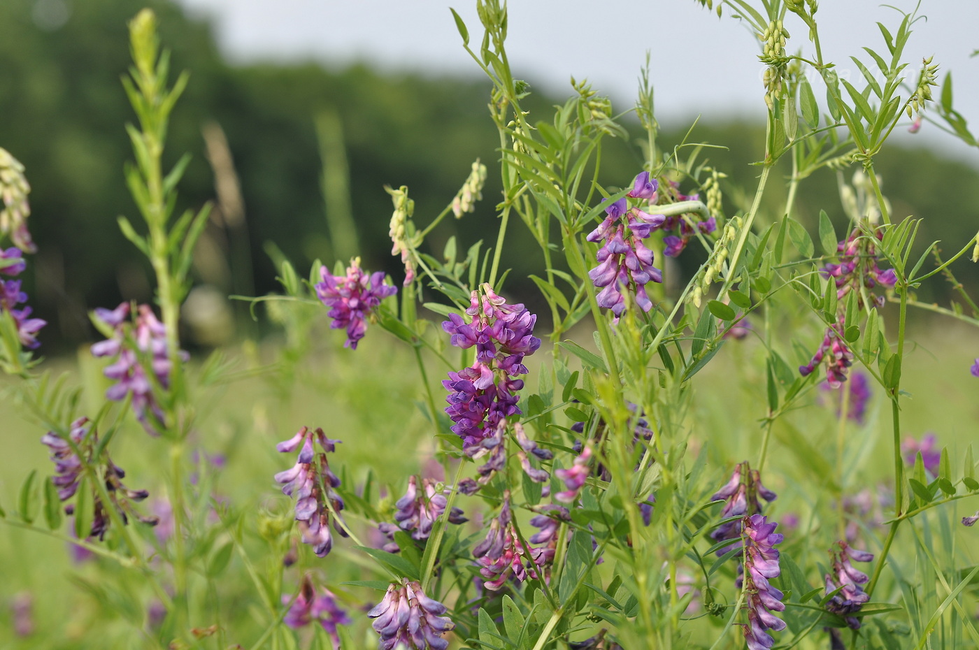 Image of Vicia amoena specimen.