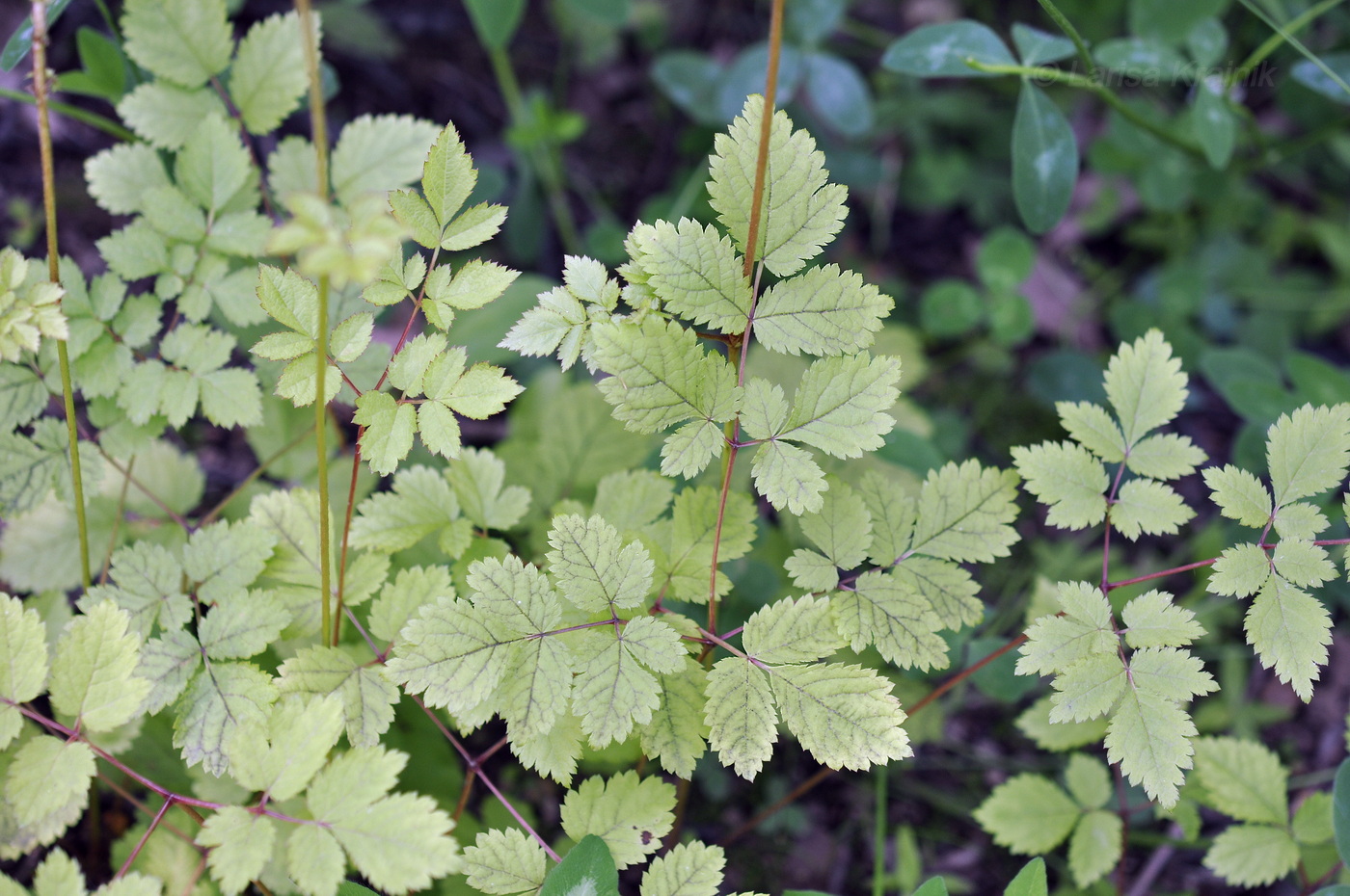 Image of Astilbe chinensis specimen.