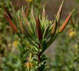 Oenothera glazioviana