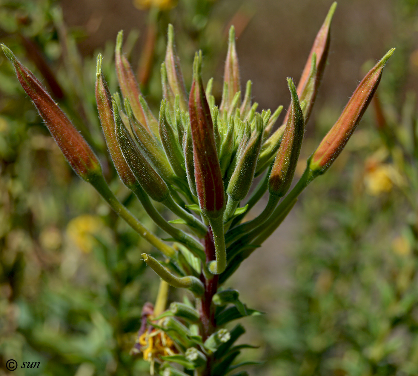 Изображение особи Oenothera glazioviana.