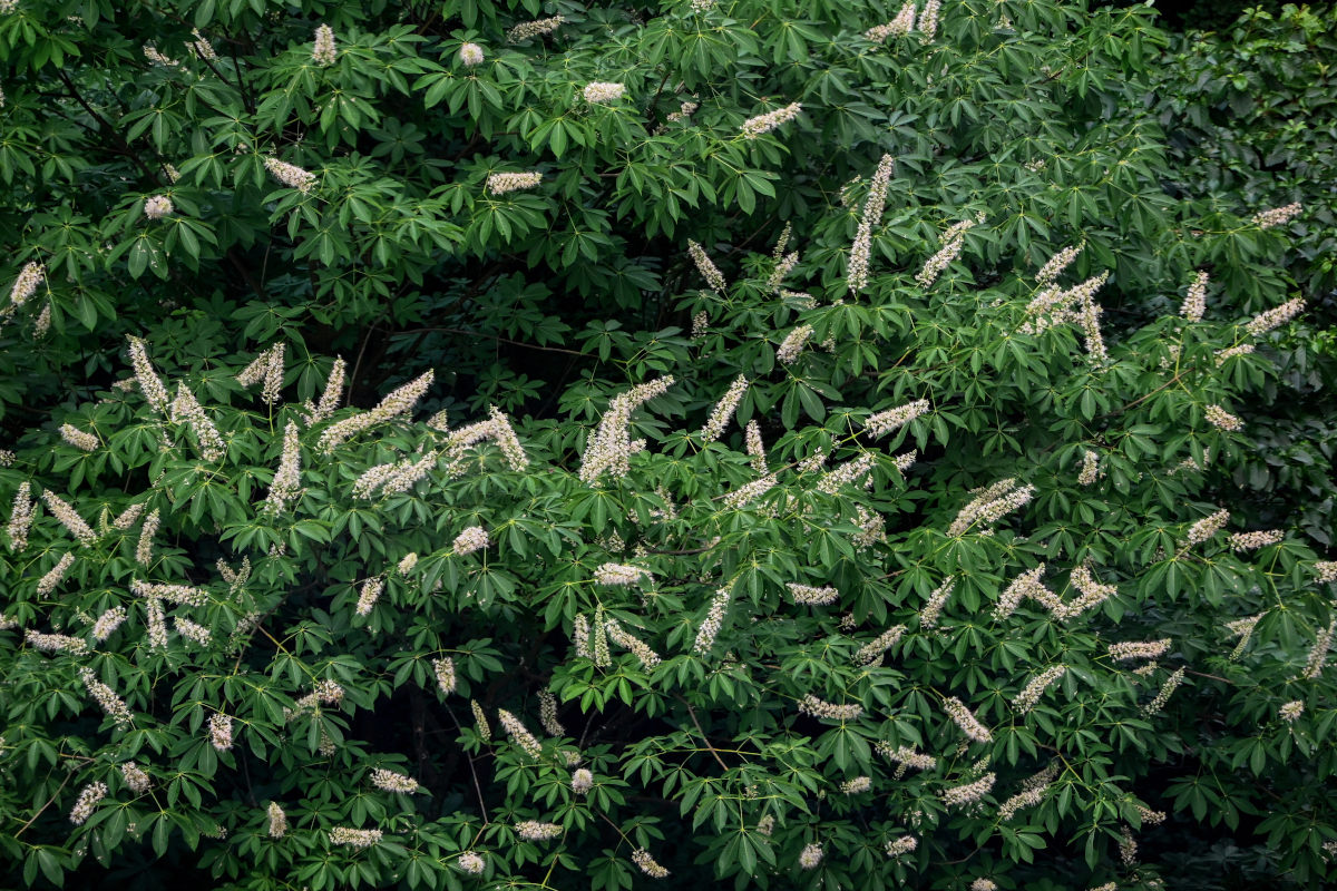 Изображение особи Aesculus chinensis.