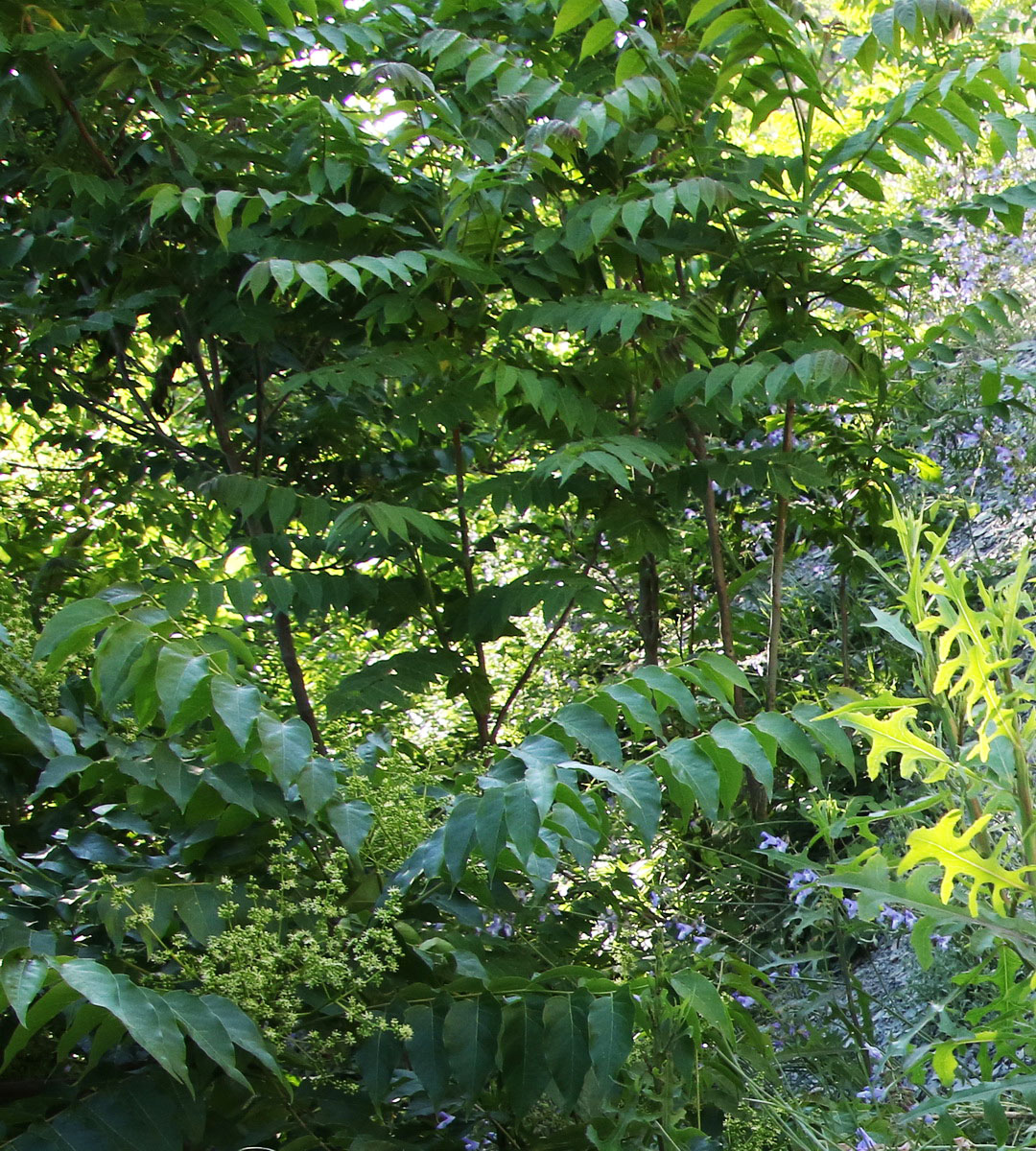 Image of Ailanthus altissima specimen.