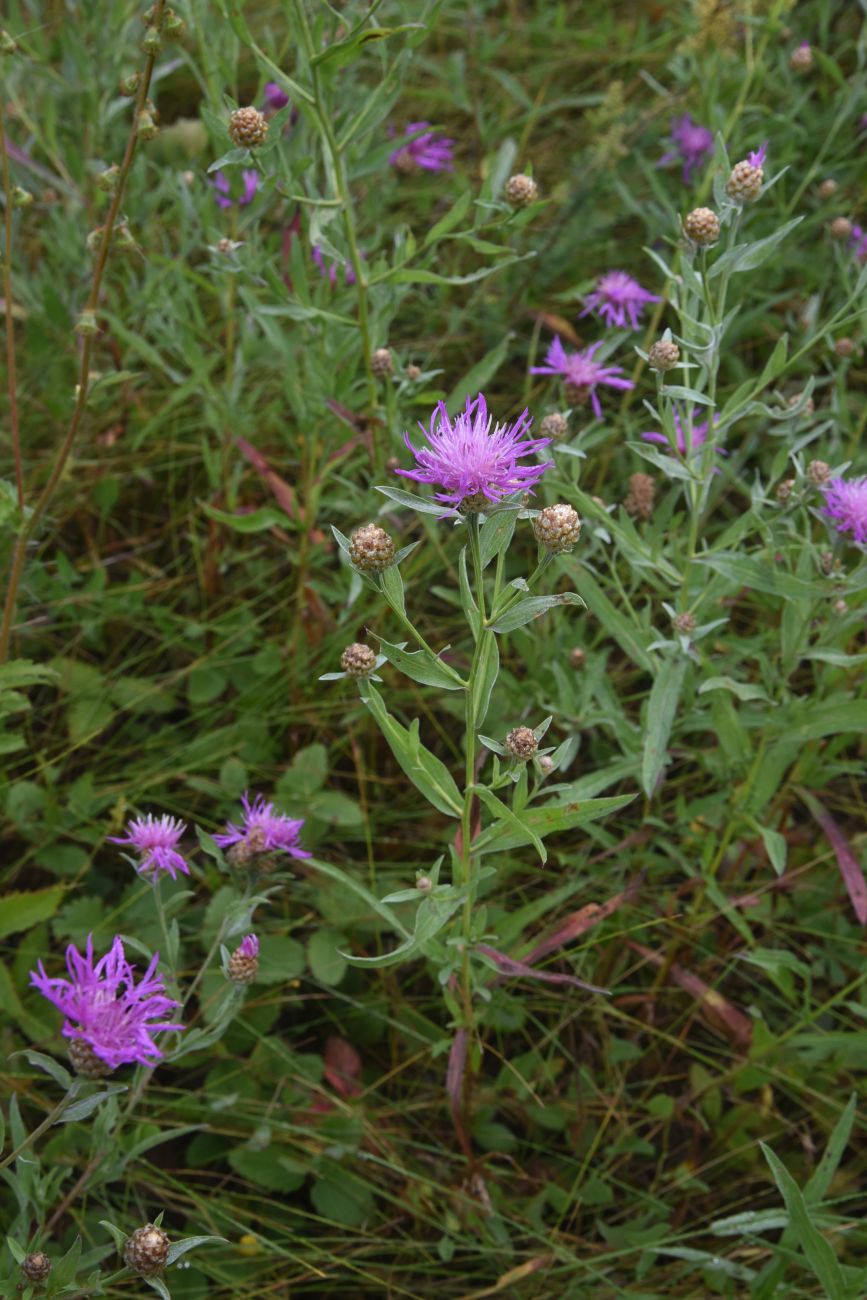 Изображение особи Centaurea jacea.