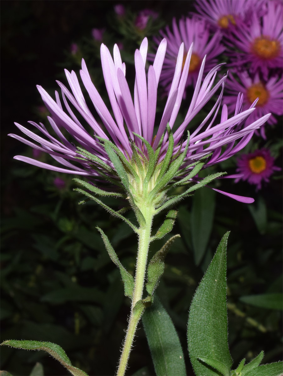 Image of genus Symphyotrichum specimen.