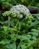 Angelica sylvestris. Верхушка побега с соцветиями. Московская обл., Дмитровский гор. округ, окр. оз. Свиное, опушка смешанного леса. 21.07.2024.