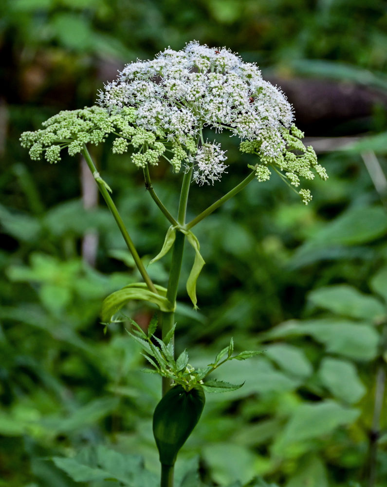 Изображение особи Angelica sylvestris.