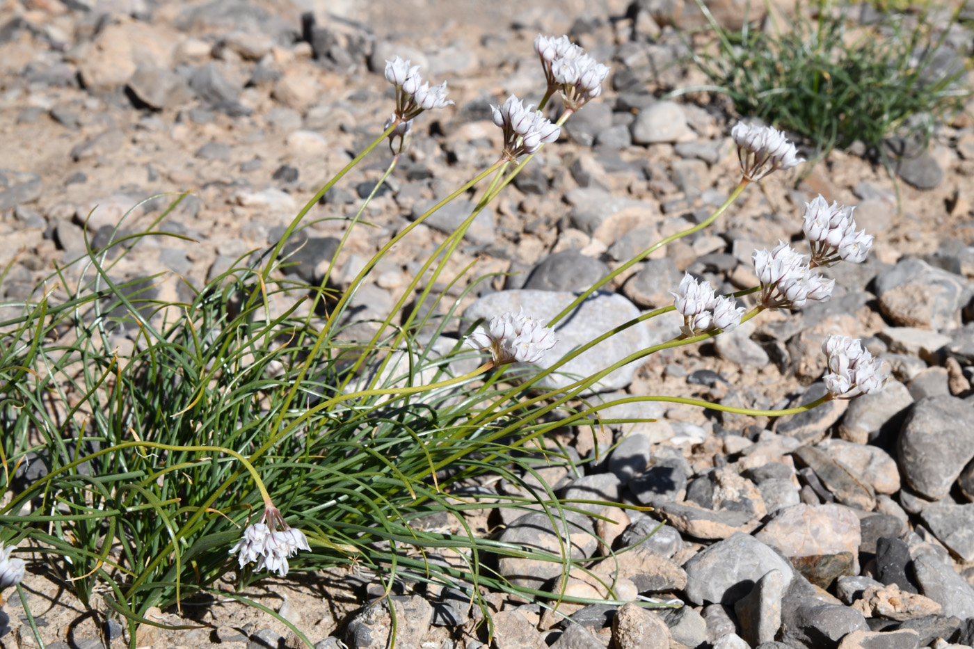 Image of genus Allium specimen.