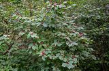 Lonicera xylosteum. Ветви плодоносящего кустарника. Московская обл., Сергиево-Посадский р-н, долина р. Пажа, смешанный лес. 20.07.2024.