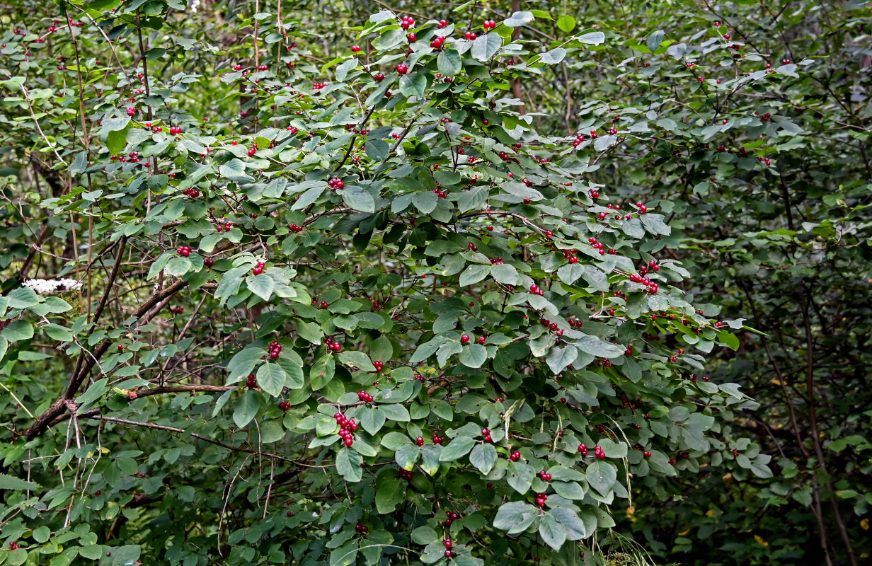 Изображение особи Lonicera xylosteum.