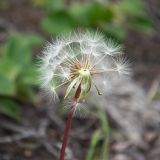 genus Taraxacum