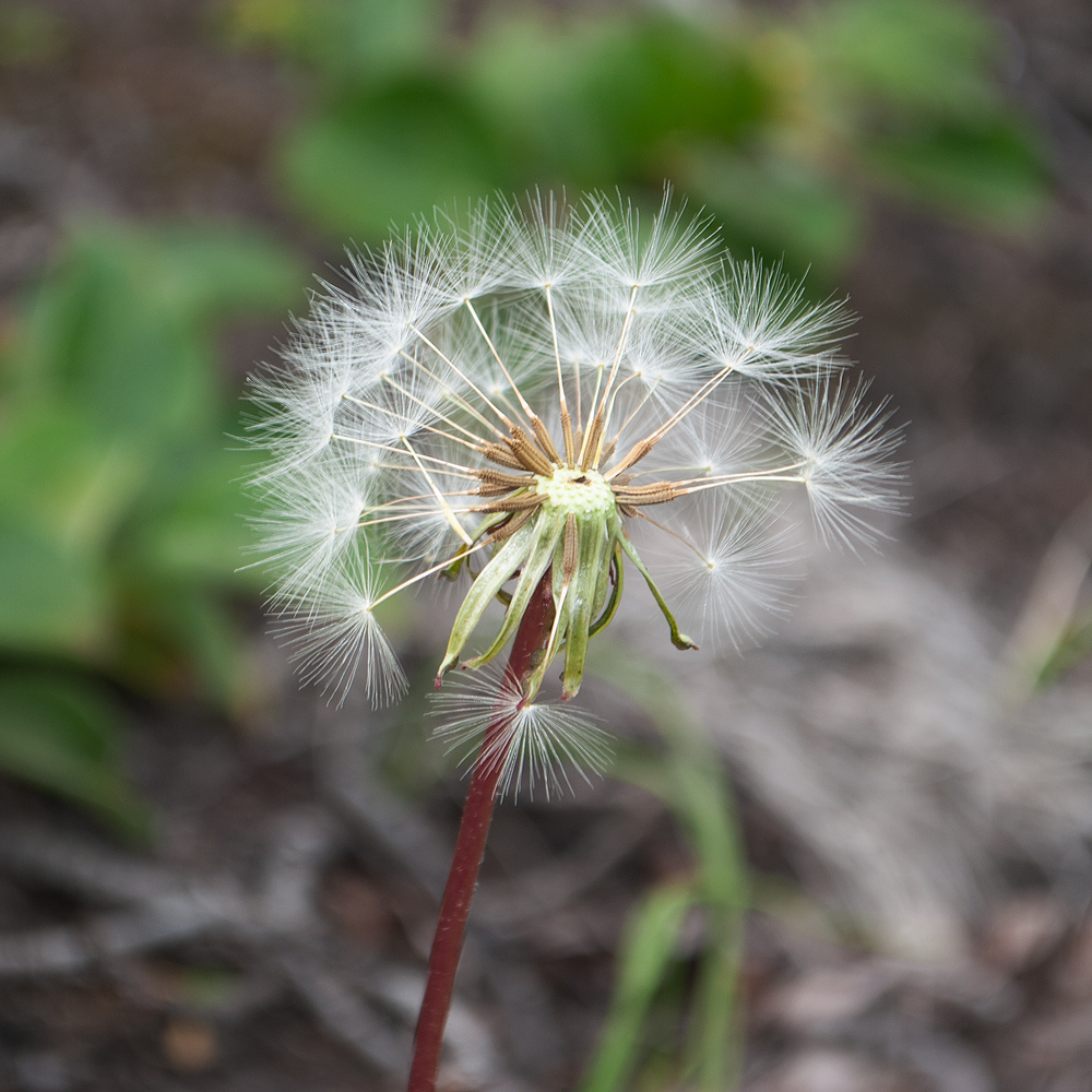 Image of genus Taraxacum specimen.