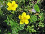 Potentilla anserina