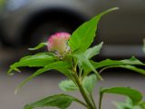 Celosia cristata