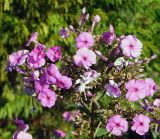 Phlox paniculata