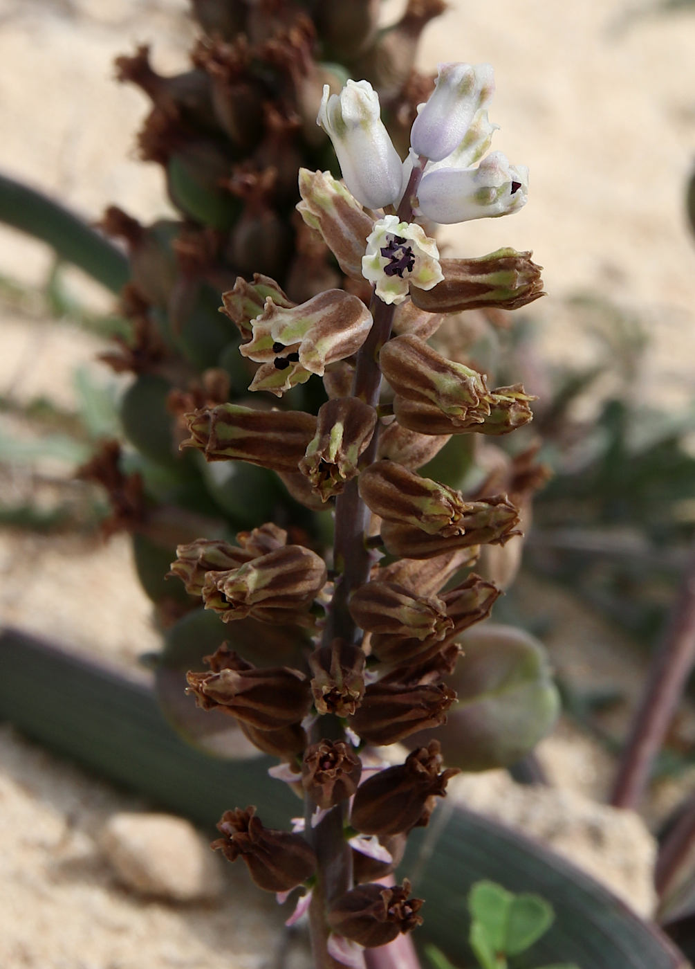 Image of Bellevalia sessiliflora specimen.