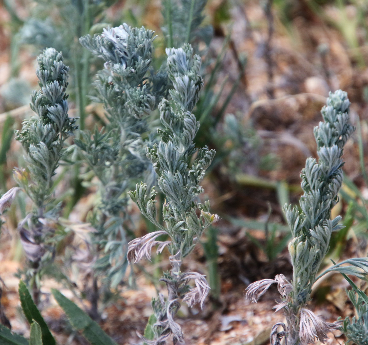 Image of genus Artemisia specimen.