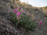 Hedysarum tauricum