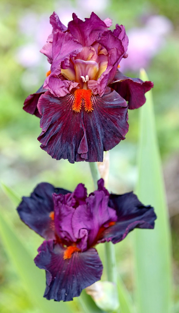 Image of genus Iris specimen.