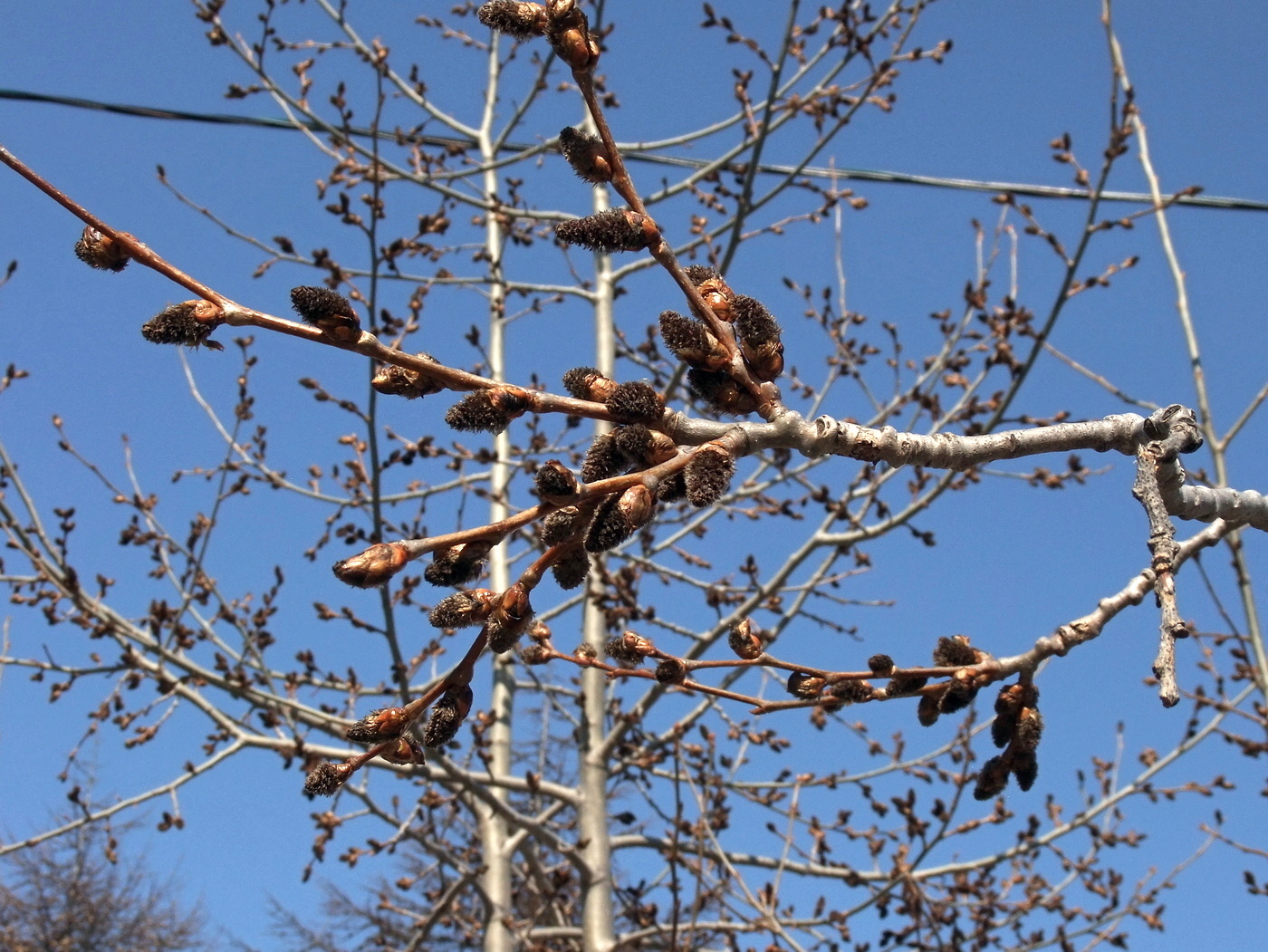 Image of Populus tremula specimen.