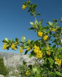 Смотреть изображение Berberis integerrima